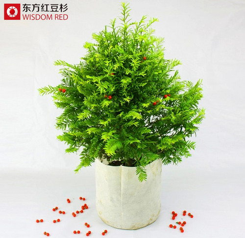 南豐發現大面積野生紅豆杉林