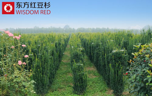 紅豆杉的養殖方法都有哪些?