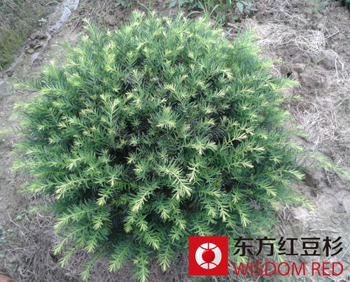 珍稀樹種紅豆杉引領遷安群眾致富增收