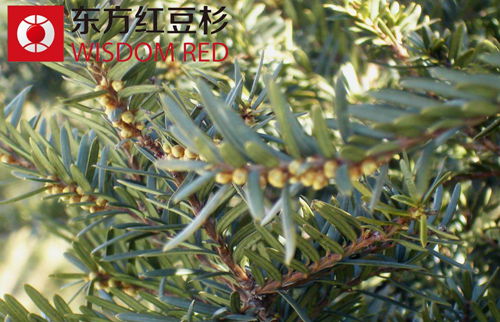 紅豆杉種植達成統一技術標準