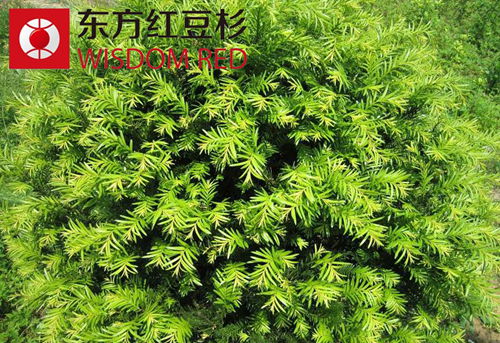 分布在我國的紅豆杉共有哪些類型?