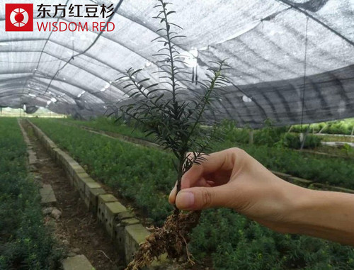 紅豆杉的形態特征
