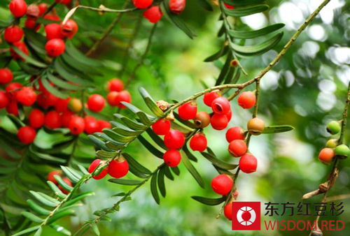 不同環境中如何擺放紅豆杉好？