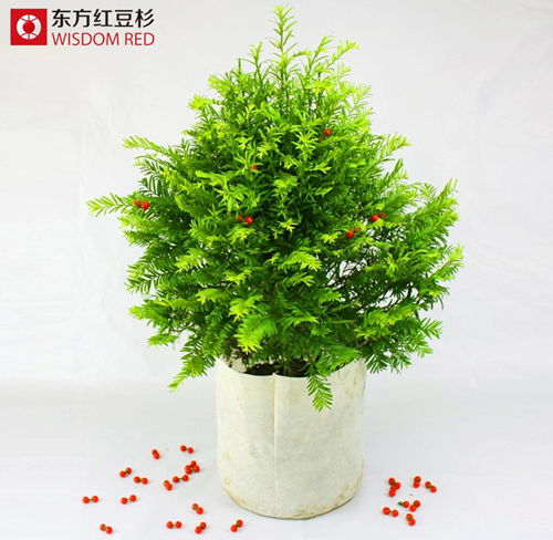 東方紅豆杉遭辦公室白領熱搶是何原因？