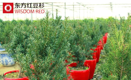 居室里擺放紅豆杉盆景真能調整風水嗎?