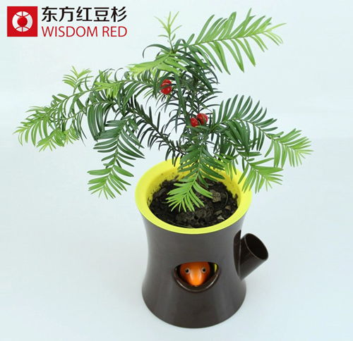 紅豆杉對降低室內裝修空氣污染有用嗎？