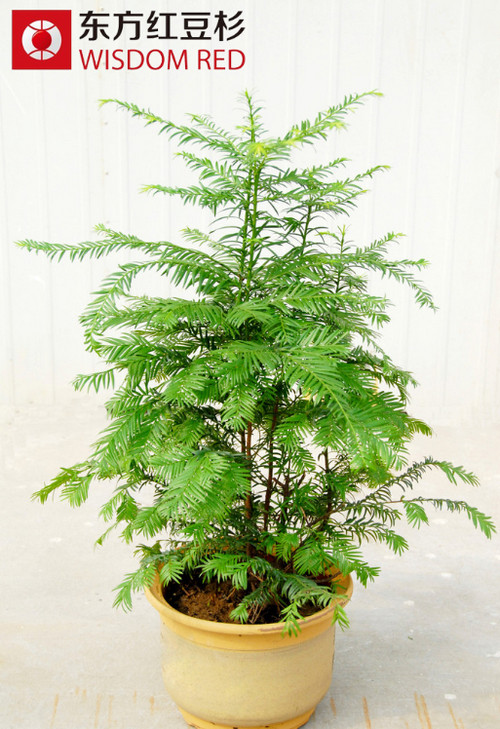 紅豆杉產業如何實現可持續發展