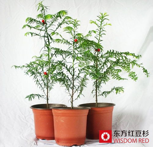 在室內擺放紅豆杉盆景真的可以凈化空氣嗎?