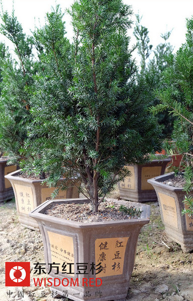不同品種紅豆杉的市場價值及投資收益