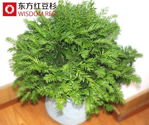 紅豆杉盆景不易放在空調出風口 你造嗎？