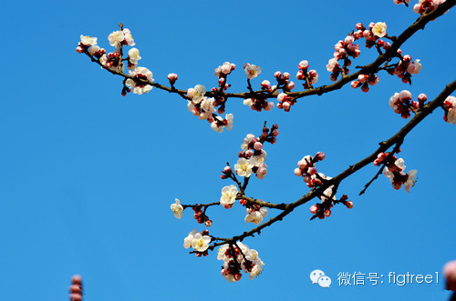 梅之盛宴，別樣綻放