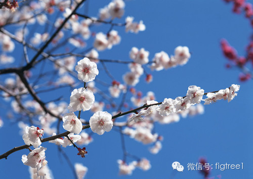 梅之盛宴，別樣綻放