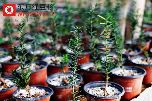 如何實現野生紅豆杉資源的保護與可持續利用？