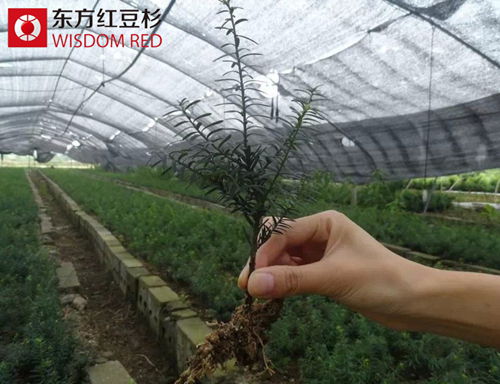 歲末探親時紅豆杉盆景送禮熱為何成流行？