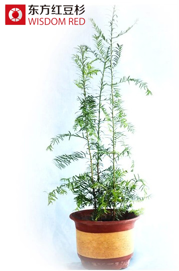 家庭保健缺了什么？紅豆杉盆景純天然空氣凈化器