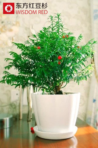 苗木商為何紛紛鐘情于紅豆杉生態市場?
