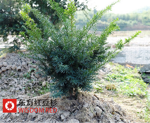 紫杉醇國際市場拓展漸進 催生紅豆杉人工種植熱