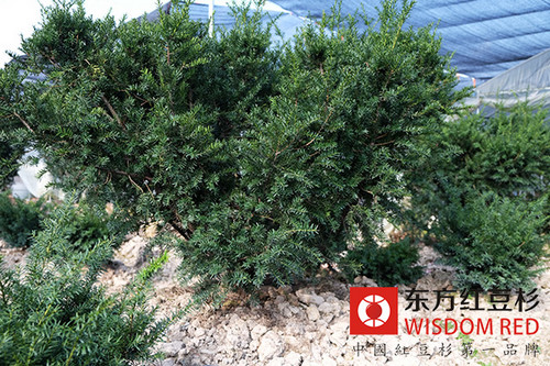 如何實現紅豆杉的人工種植？