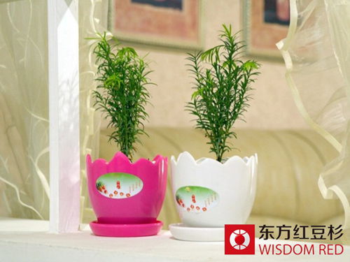 新年里選紅豆杉盆景作禮品讓您倍有面！