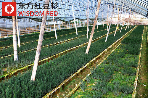 紅豆杉對人類社會的貢獻及價值