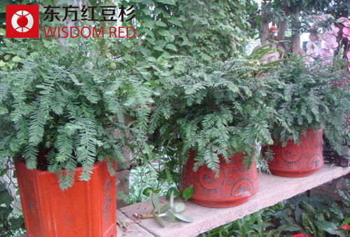 2015年紅豆杉種苗價格走勢預測：穩中有升