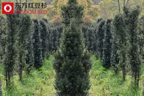 家養紅豆杉盆景,究竟難不難?