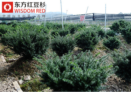 曼地亞紅豆杉：家庭健康的保護傘