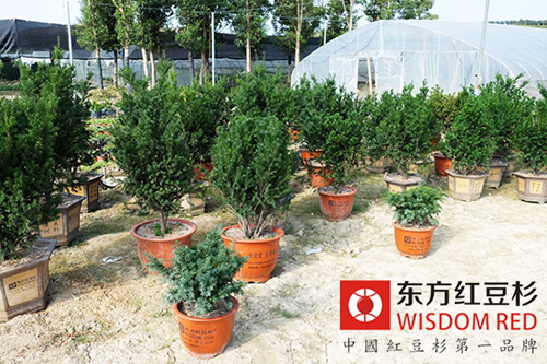 伊思滕提醒您:紅豆杉盆景什么時候需要澆水?