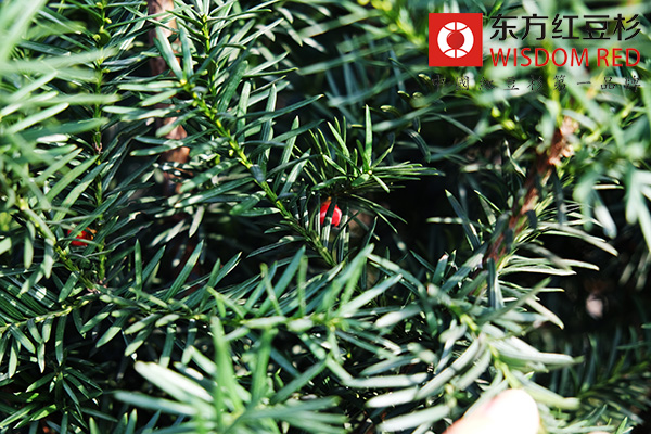 夏季如何養護紅豆杉