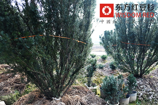 如何留住“APEC藍”？霧霾克星紅豆杉顯奇效