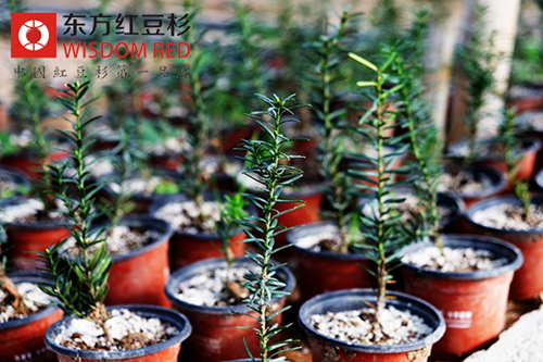 室內紅豆杉盆景竟然與人搶著“吸煙” 你造嗎?