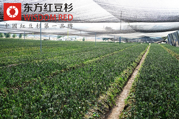 紅豆杉有哪些保健及藥用價值？