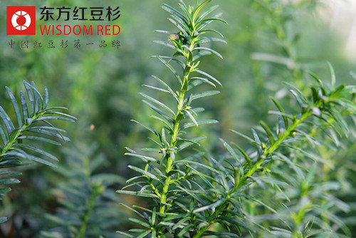 中國境內分布著哪些紅豆杉？