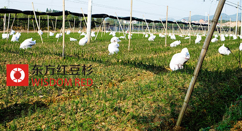 紅豆杉為何屢遭“毒手”？價值高是主因