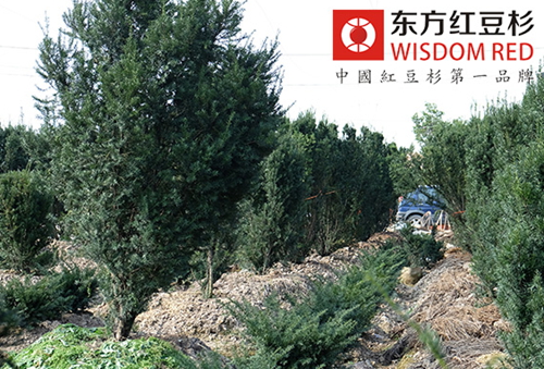 道路兩旁種上紅豆杉能否吸附汽車尾氣？
