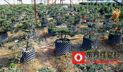 養護技術：紅豆杉芽苗如何移栽好？