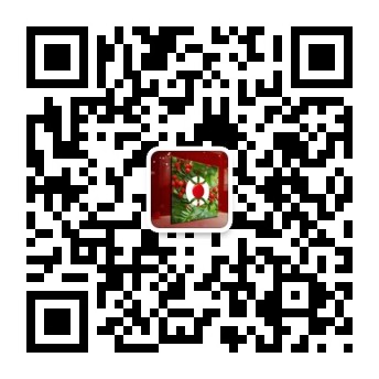 在滇西北偷剝和販賣紅豆杉樹皮為何如此猖獗？