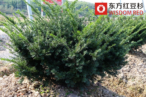 七旬老人成功攻克紅豆杉種植難題 換來茵茵綠意