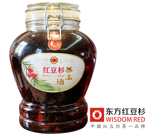 紅豆杉的養殖方法及注意事項