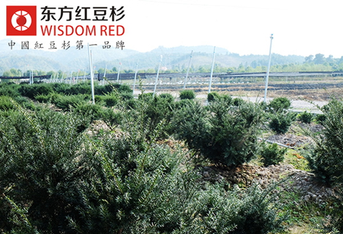 紅豆杉種苗市場價格為何持續走低?