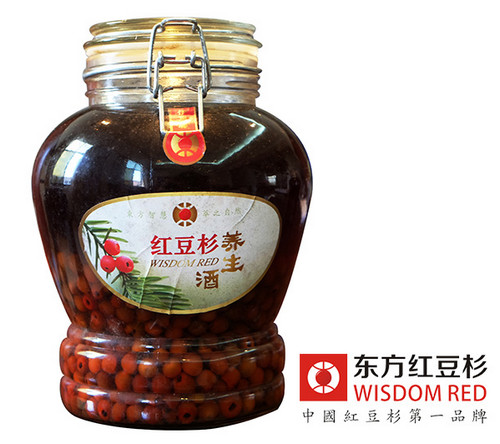 “植物大熊貓”紅豆杉在河北實現人工培育