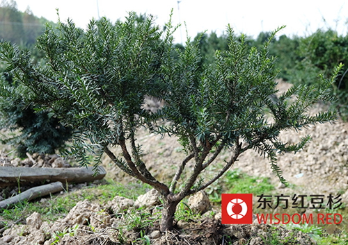 古樹紅豆杉“揚正氣 ”與村民守望400年